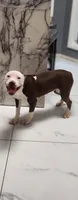 April, a female American Pit Bull Terrier for sale in East Stroudsburg, PA – 7 of 9