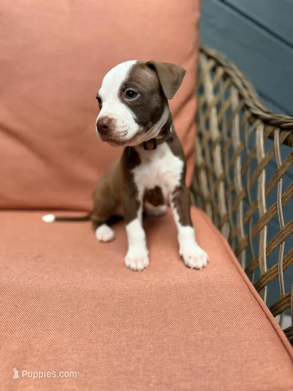 Rambo – American Pit Bull Terrier puppy for sale in East Stroudsburg, PA