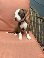 Rambo, a male American Pit Bull Terrier for sale in East Stroudsburg, PA – 1 of 6