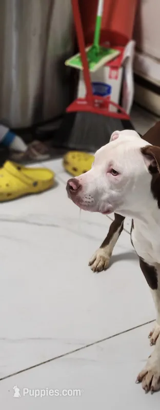 April – American Pit Bull Terrier puppy for sale in East Stroudsburg, PA