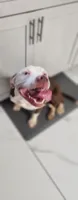 April, a female American Pit Bull Terrier for sale in East Stroudsburg, PA – 2 of 9