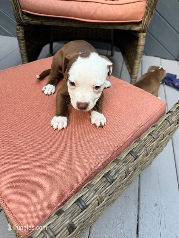Valeria – American Pit Bull Terrier puppy for sale in East Stroudsburg, PA