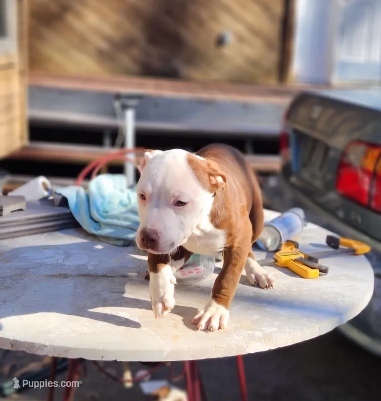 Zeus – American Pit Bull Terrier puppy for sale in East Stroudsburg, PA