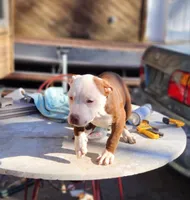 Zeus, a male American Pit Bull Terrier for sale in East Stroudsburg, PA – Photo 1 of 8