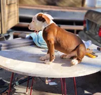 Zeus, a male American Pit Bull Terrier for sale in East Stroudsburg, PA – Photo 3 of 8