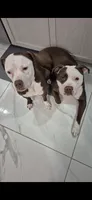 Star, a female American Pit Bull Terrier for sale in East Stroudsburg, PA – 4 of 4