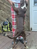 Drago, a male American Pit Bull Terrier for sale in East Stroudsburg, PA – 3 of 7