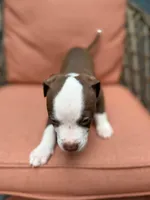 Rambo, a male American Pit Bull Terrier for sale in East Stroudsburg, PA – 2 of 6
