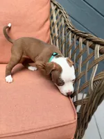 Lexus, a female American Pit Bull Terrier for sale in East Stroudsburg, PA – 2 of 5
