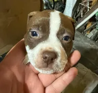 Moon, a female American Pit Bull Terrier for sale in East Stroudsburg, PA – 5 of 6