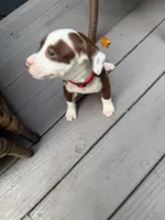 Commando , a male American Pit Bull Terrier for sale in East Stroudsburg, PA – 3 of 5