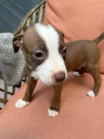 Dream, a female American Pit Bull Terrier for sale in East Stroudsburg, PA – 3 of 5