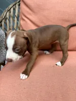 Dream, a female American Pit Bull Terrier for sale in East Stroudsburg, PA – 4 of 5