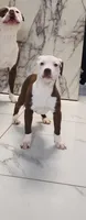 CRYSTAL, a female American Pit Bull Terrier for sale in East Stroudsburg, PA – 2 of 7
