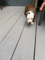 Valeria, a female American Pit Bull Terrier for sale in East Stroudsburg, PA – 6 of 7