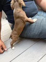 Conan, a male American Pit Bull Terrier for sale in East Stroudsburg, PA – 5 of 6