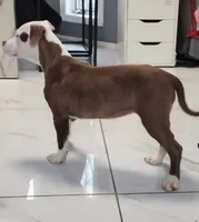 CRYSTAL, a female American Pit Bull Terrier for sale in East Stroudsburg, PA – 3 of 7