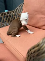 Galaxy , a female American Pit Bull Terrier for sale in East Stroudsburg, PA – 2 of 8