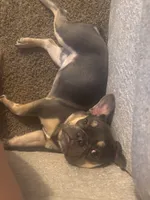 Boblues , a male French Bulldog for sale in Fresno, CA – 4 of 5