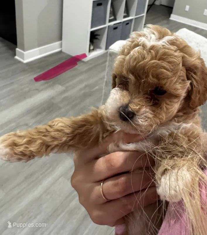 Chloe  – Poodle - Toy  puppy for sale in Fresno, CA