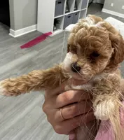 Chloe , a female Poodle - Toy  for sale in Fresno, CA – 1 of 2