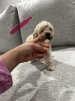 M, a female Poodle - Toy  for sale in Fresno, CA – 1 of 2