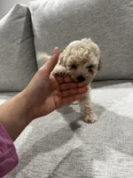 M, a female Poodle - Toy  for sale in Fresno, CA – 2 of 2