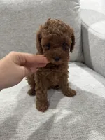 Canela , a female Poodle - Toy  for sale in Fresno, CA – 2 of 2