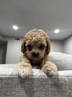 Kira, a female Poodle - Toy  for sale in Fresno, CA – 2 of 4