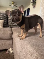 Boblues , a male French Bulldog for sale in Fresno, CA – 3 of 5