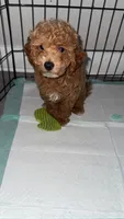 Coby, a male Poodle - Toy  for sale in Fresno, CA – 2 of 3