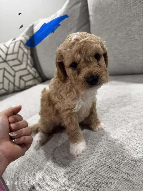 Bruno – Poodle - Toy  puppy for sale in Fresno, CA