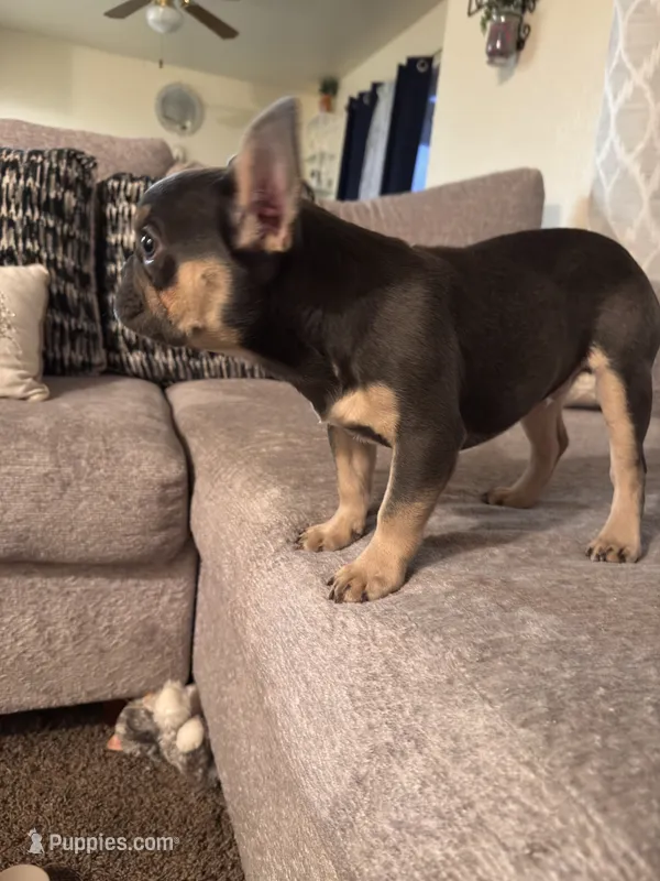 Boblues  – French Bulldog puppy for sale in Fresno, CA