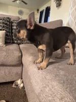 Boblues , a male French Bulldog for sale in Fresno, CA – 1 of 5