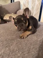 Boblues , a male French Bulldog for sale in Fresno, CA – 2 of 5