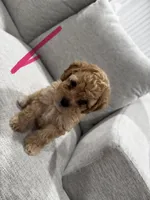L, a female Poodle - Toy  for sale in Fresno, CA – 1 of 1