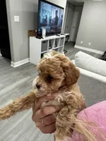 Chloe , a female Poodle - Toy  for sale in Fresno, CA – 2 of 2