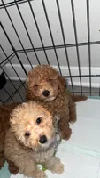 Coby, a male Poodle - Toy  for sale in Fresno, CA – 3 of 3