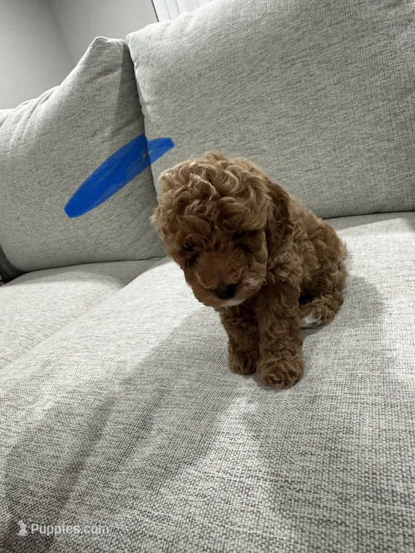 No name  – Poodle - Toy  puppy for sale in Fresno, CA