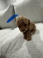 No name , a male Poodle - Toy  for sale in Fresno, CA – 1 of 1