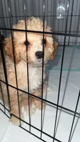 Luna , a female Poodle - Toy  for sale in Fresno, CA – 3 of 3
