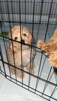 Kira, a female Poodle - Toy  for sale in Fresno, CA – 3 of 4
