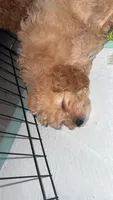 Kira, a female Poodle - Toy  for sale in Fresno, CA – 4 of 4
