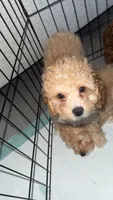 Luna , a female Poodle - Toy  for sale in Fresno, CA – 2 of 3
