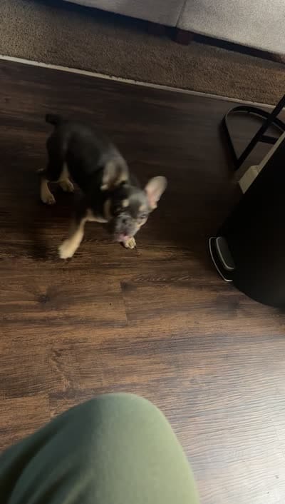 Boblues , a male French Bulldog for sale in Fresno, CA – 5 of 5
