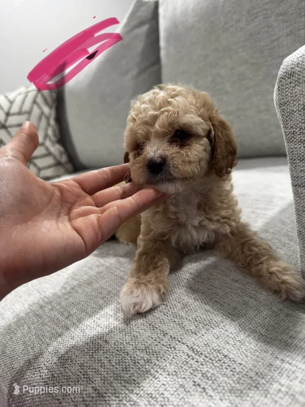 Kira – Poodle - Toy  puppy for sale in Fresno, CA