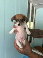 Little male pup 1 , a male Pomeranian and Miniature Dachshund for sale in Ocala Estates, FL – 2 of 2