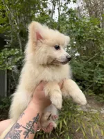 Bronx , a male Pomeranian for sale in Ocala Estates, FL – Photo 3 of 5