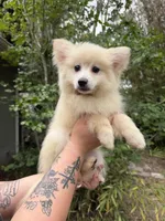 Bronx , a male Pomeranian for sale in Ocala Estates, FL – Photo 1 of 5