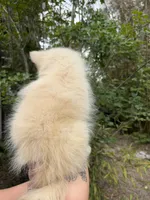 Bronx , a male Pomeranian for sale in Ocala Estates, FL – Photo 5 of 5